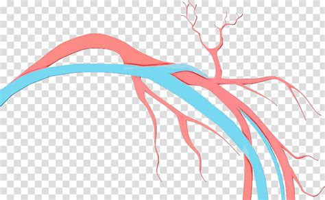 Free vein clipart, Download Free vein clipart png images, Free ClipArts ...