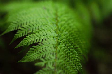 Royalty Free Photo Macro Photography Of Green Leaf Pickpik