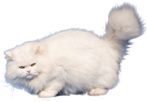 Persian Cat Png Transparent Png All