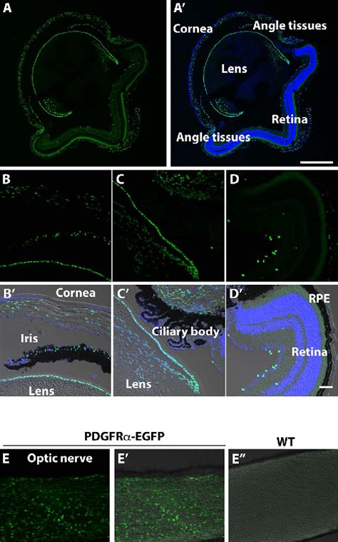 Figure 1 From Retinal Astrocytes And Gabaergic Wide Field Amacrine