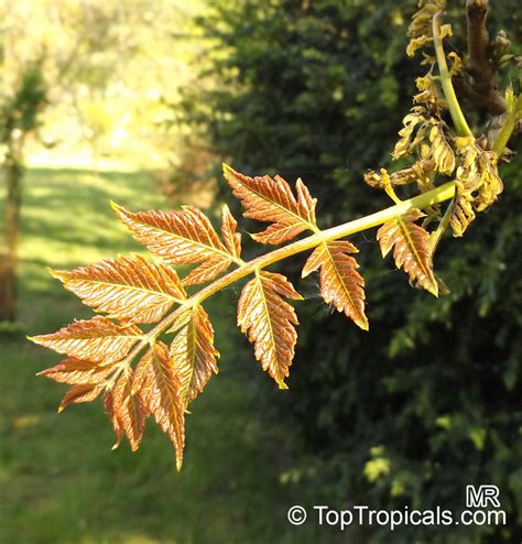 Koelreuteria Paniculata Fastigiata 175lt