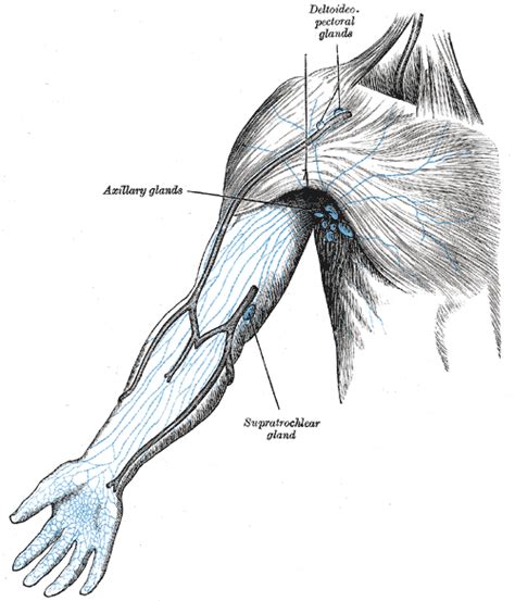 Anatomy Shoulder And Upper Limb Axillary Lymph Nodes Treatment