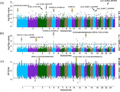 Manhattan Plots Showing The Genome Wide Distribution Of Snps Following