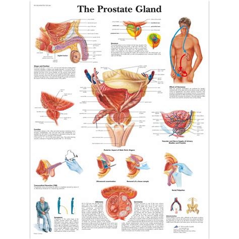 Prostate Gland Chart Uk