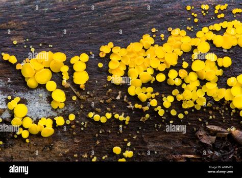 Bisporella Sulfurina Small Yellow Cup Fungus On Fallen Branch Stock