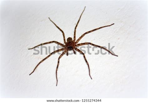 Large Flat Common African Spider Species Stock Photo (Edit Now) 1255274344