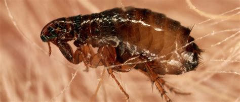 Flea Control Is Available From Pest Solutions Oxfordshire