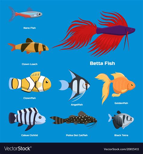 Types Of Fishes In Aquarium With Pictures