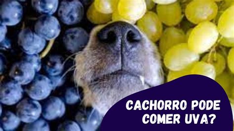 Cachorro Pode Comer Uva Uva Faz Mal Para Cachorro YouTube