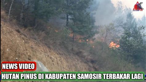 Lagi Hutan Pinus Di Perbukitan Danau Toba Terbakar Kedannews