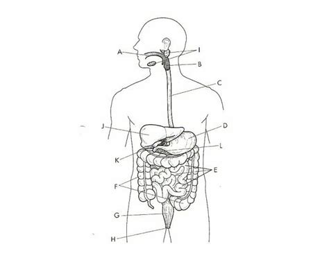 Digestive System Diagram Quizlet