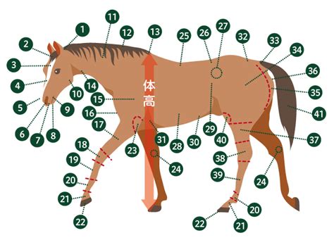 乗馬レッスン用語や馬体名称・毛色を知ろう｜乗馬クラブ・オリンピッククラブ