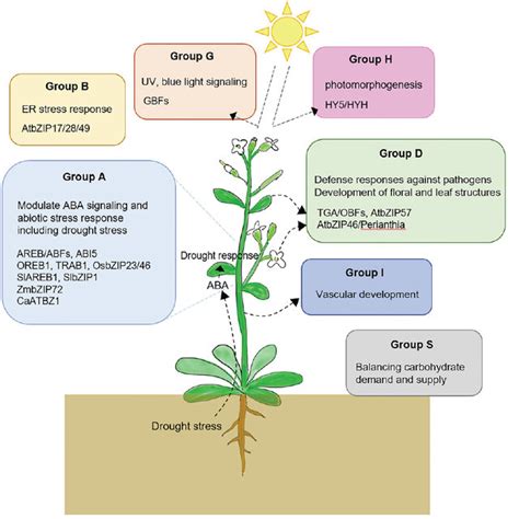 Biological Functions Of BZIP Transcription Factors For Each Group The