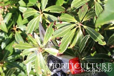 Pieris Can Be Left Alone But Follow These Steps If You Decide To Prune