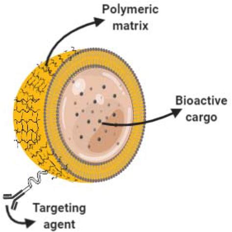 Core Shell Nano Capsules For Drug Delivery Schematic Representation