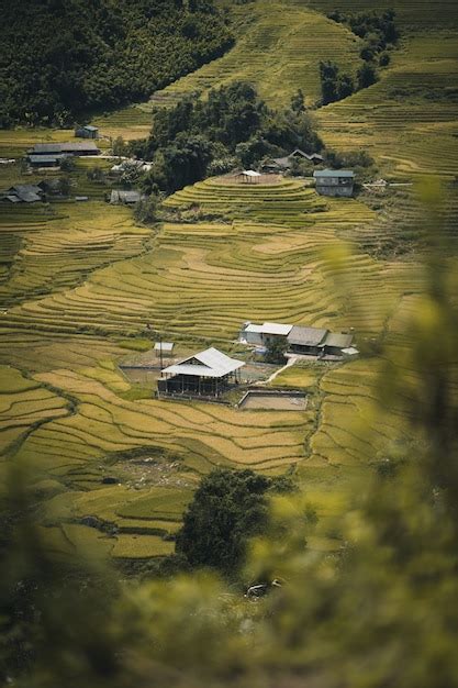 Premium Photo | Paddy field at Sa Pa Vietnam