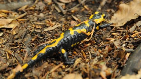 Fire Salamander In Natural Habitat Stock Footage Video 2543819 ...