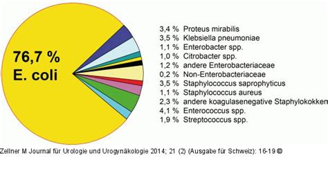 Abbildung 1 Phytotherapie Harnwegsinfektion