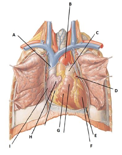 Heart Anatomy Flashcards Quizlet