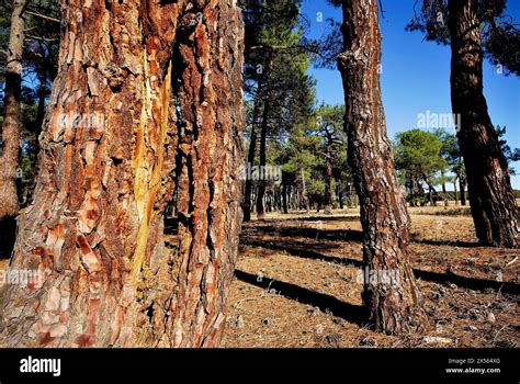 Cantalejo Hi Res Stock Photography And Images Alamy