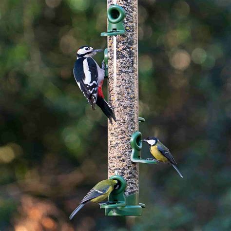 Seed Feeders From Living With Birds