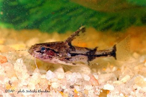 BRAZIL Miniature fishes from blackwater Aracà BAP