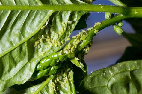 Aphids On Pepper Plants Heres What To Do Pepperscale