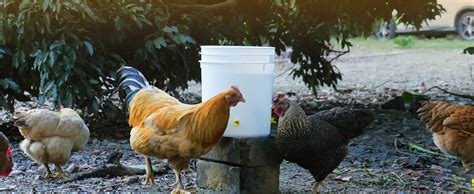 Whimsii Chicken Waterer Nipples Horizontal Side Mount Anti Leak