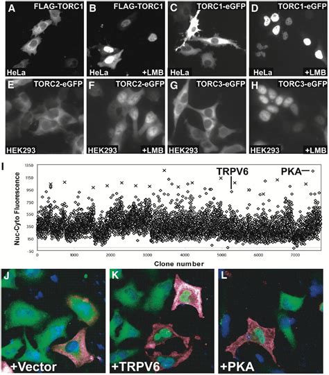 Activation Of Camp Response Element Mediated Gene Expression By