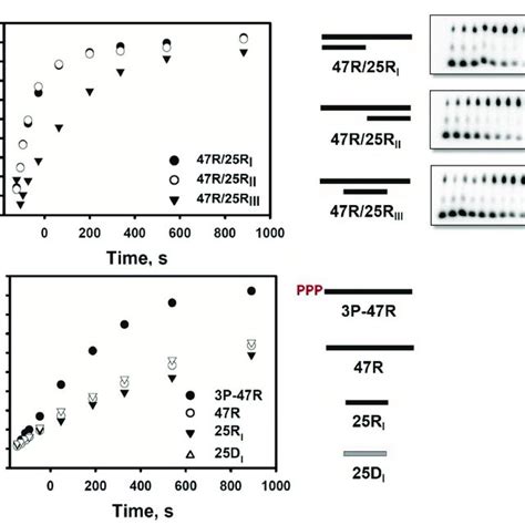 Stimulation Of Atp Hydrolysis By Rig I With Various Types Of Nucleic