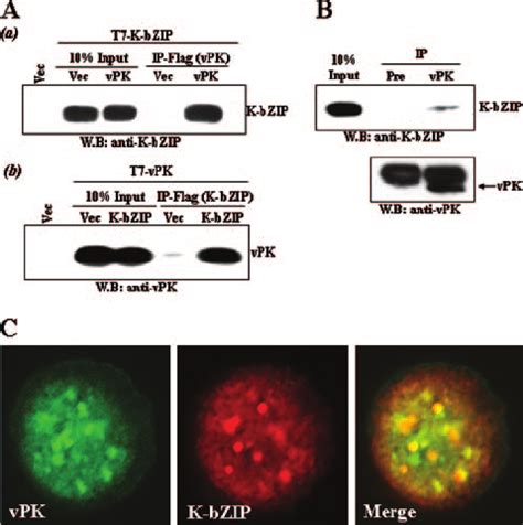 In Vitro Protein Kinase Assay A Viral Substrates Sub Strates And