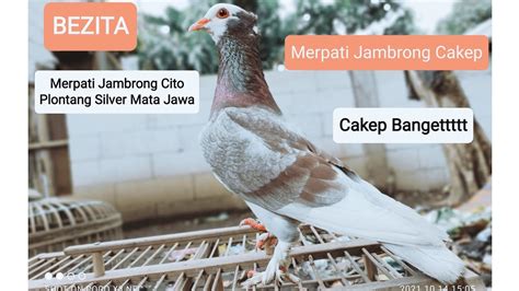 Merpati Plontang Cakep YouTube