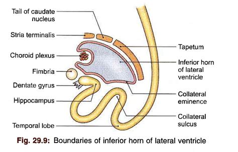 Bd Chaurasias Human Anatomy Volume Head Neck And Bra Flickr