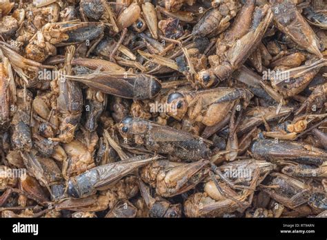 Rather tatty dried Crickets (?Short Tailed) used as human food. Also ...