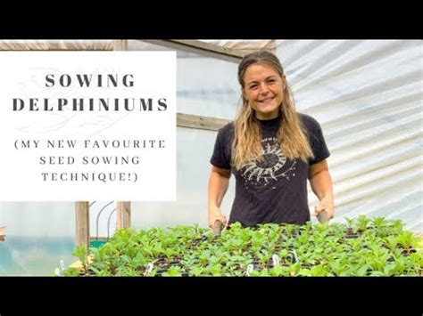 Sowing Delphinium Seeds Foolproof Seed Starting Technique Flower