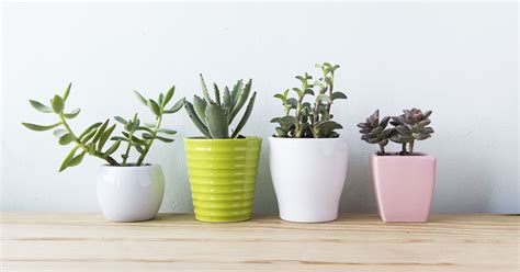 Plantas Para Tener Energ A Positiva En Tu Casa Granvita