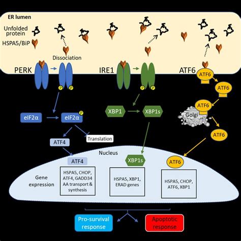 Unfolded Protein Responses Induced By The Endoplasmic Reticulum Er In