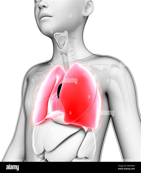 Anatomie Masculine Chez Les Adolescentes Banque De Photographies Et D