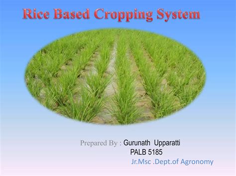 Rice Based Cropping System Ppt