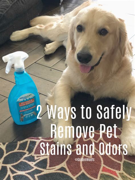 2 Ways To Safely Remove Pet Stains And Odors AquavertClean Golden Woofs