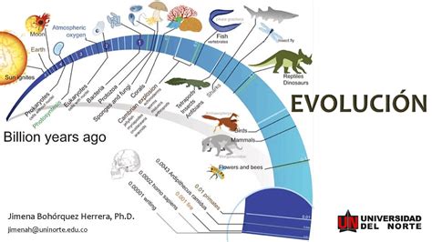 Evolucion De Las Especies