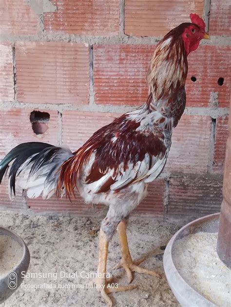 Frangos Indio Gigantes Animais Em Nossa Senhora Das Dores Farmby