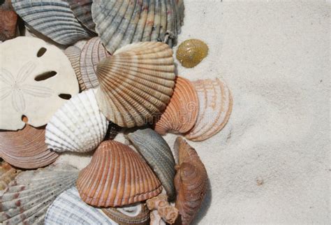 Seashells On The Beach Stock Photo Image Of Summer Ocean 949522