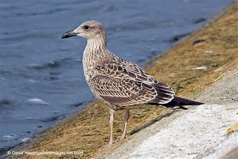 David Hastings Bird Insect Images Caspian Gull Larus Cachinnans