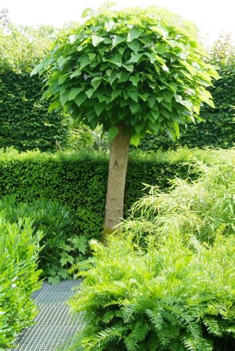 Mooie Bomen Voor Kleine Tuinen