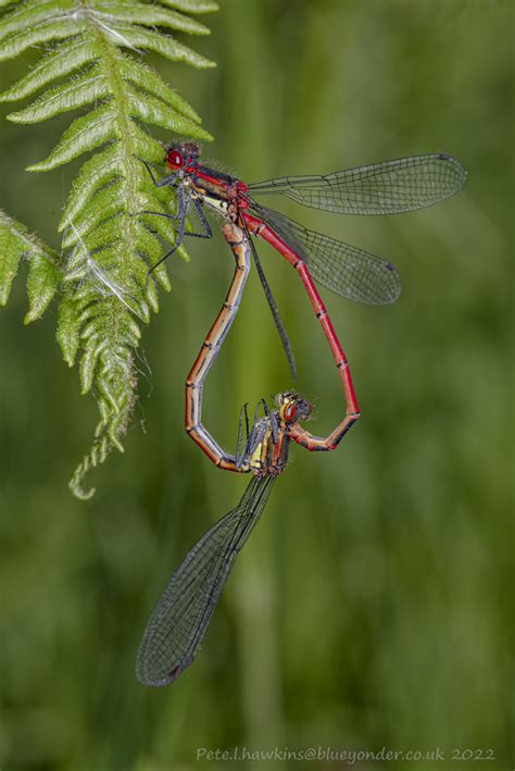 Imgp Large Red Damselfly Pyrrhosoma Nymphula In Cop Flickr