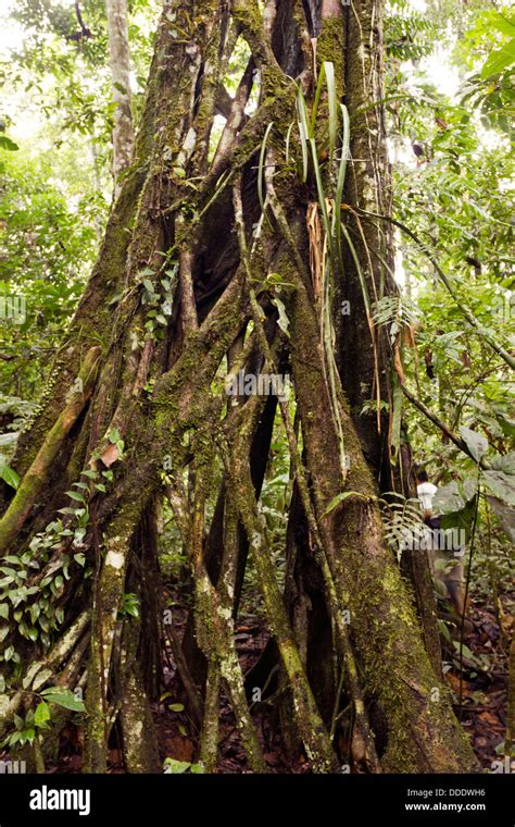 Strangler Fig growing in tropical rainforest, Ecuador Stock Photo - Alamy