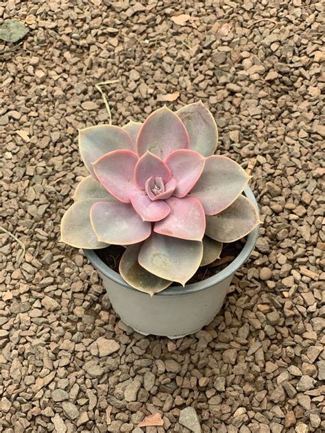 Echeveria Rose Vivero De Los Reyes