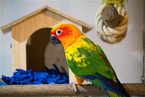 Sun Conure Parrot - The Beautiful But Temperamental Bird