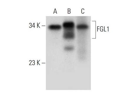 Fgl A Scbt Santa Cruz Biotechnology